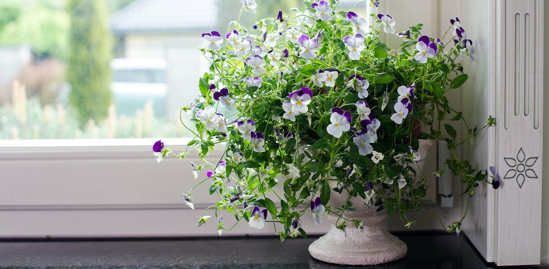 Timber windows – beautiful Provencal kitchen flowers